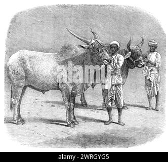 Exposition agricole à Roorkee, provinces du Nord-Ouest de l'Inde : Prix Field-Bullocks, 1864. Gravure d'une photographie de Mr. James Freeman. Les taureaux '... ont attiré beaucoup d'attention dans l'exposition'. Tiré de "Illustrated London News", 1864. Banque D'Images