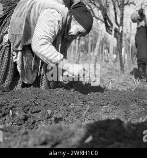 République socialiste de Roumanie, approx. 1977. Femme plantant des graines dans son jardin au printemps. Banque D'Images