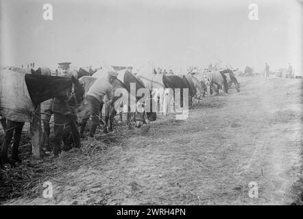 British à Etaples, février 1915 (date de création ou de publication ultérieure). Soldats et chevaux britanniques à E&#xb4;Taples, France pendant la première Guerre mondiale Banque D'Images