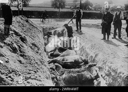 Enterrer des chevaux, champ de bataille de Haelen, 1914. Chevaux morts enterrés dans une tranchée après la bataille de Haelen qui a été combattu par les armées allemande et belge le 12 août 1914 près de Haelen, Belgique pendant la première Guerre mondiale Banque D'Images