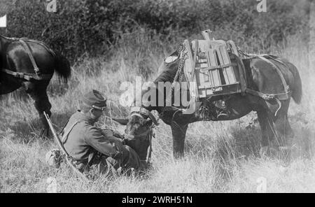 Poney portant la mitrailleuse française, entre c1914 et c1915. Un soldat français avec un cheval de meute qui porte une mitrailleuse, une mitrailleuse démontée, au début de la première Guerre mondiale Banque D'Images