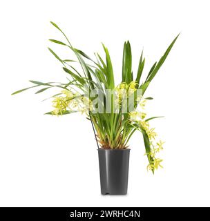 Plante d'orchidée vanille avec fleurs jaunes en pot isolé sur blanc Banque D'Images