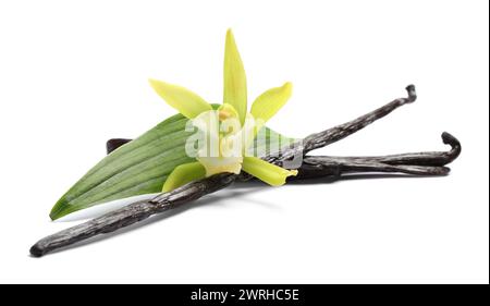 Gousses de vanille, belle fleur et feuille verte isolées sur blanc Banque D'Images