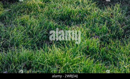 herbe verte du matin avec minuscule gel de hoar sous la lumière directe du soleil Banque D'Images