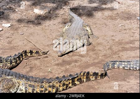 Un groupe de crocodiles reposant sur le sol, crocodile cubain (Crocodylus rhombifer), ferme de crocodiles de démonstration Criadero de Cocodrilos, Parque Banque D'Images