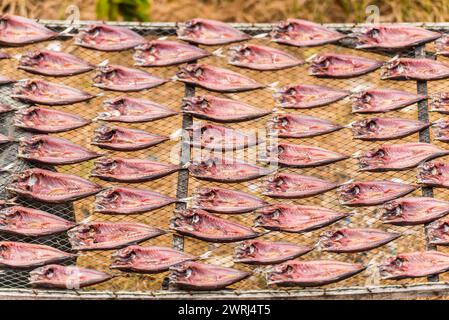 Maquereau séchant au soleil, poisson, séchage, soleil, tradition, traditionnel, séché, séché, sel, salé, conservation, nourriture, nutrition, asiatique, durée de conservation Banque D'Images