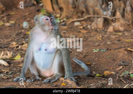 Singe dans le temple de Wat Sok Tham, macaque, mammifère, regarder, regarder, sauvage, libre-vie, tropical, fierté, tropiques, asiatique, animal, faune, rhésus, Kao Sok Banque D'Images