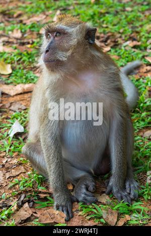 Singe dans le temple Wat Sok Tham, macaque, mammifère, regard, sauvage, libre-vie, tropical, tropical, asiatique, animal, faune, rhésus, Kao Sok National Banque D'Images