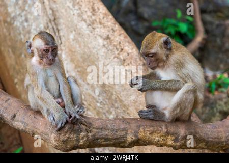 Singe dans le temple de Wat Sok Tham, macaque, mammifère, regarder, regarder, sauvage, libre-vie, tropical, tropical, couple, famille, asiatique, animal, faune Banque D'Images