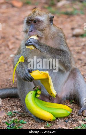 Singe avec banane dans le temple Wat Sok Tham, macaque, mammifère, regarder, regarder, regarder, sauvage, libre-vie, tropical, fierté, tropiques, asiatique, animal, faune Banque D'Images