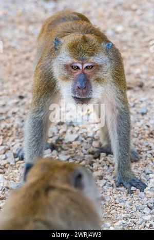 Singe dans le temple de Wat Sok Tham, macaque, mammifère, regarder, regarder, sauvage, libre-vie, tropical, fierté, tropiques, asiatique, animal, faune, rhésus Banque D'Images