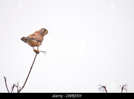 Crécerelle commune (Falco tinnunculus) debout sur le dessus d'une branche mince, regardant vers la droite, lac Phoenix, Dortmund, Allemagne Banque D'Images