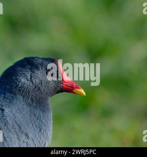 Moorhen, râle de moorhen (Gallinula chloropus), portrait, gros plan de la tête, regardant vers la droite, fond vert, lac Phoenix, Dortmund, Allemagne Banque D'Images