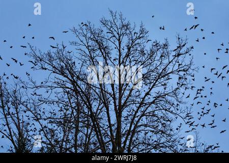 Troupeau d'étourneaux volant de la cime des arbres au crépuscule, Suisse Banque D'Images