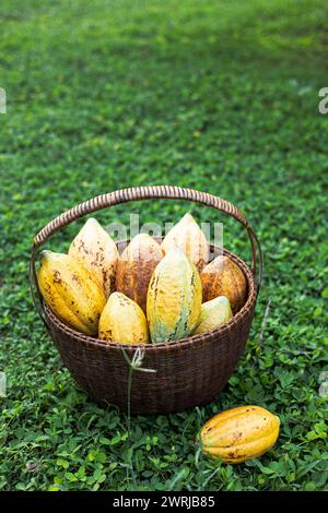 Un panier de gousse de cacao. Coupez en deux des gousses de cacao mûres ou des fruits de cacao jaunes récoltez les graines de cacao sur un panier. Banque D'Images