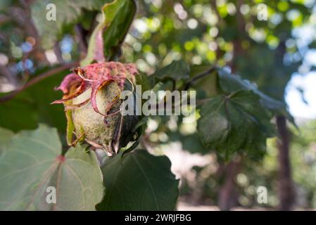 Un Gossypium arboreum, plante de coton, bourgeon fermé, avec espace pour le texte Banque D'Images