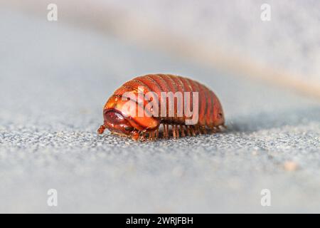 Pilule Millipede sur un sol en pierre, Koh Samui, Thaïlande - Glomeris marginata Banque D'Images