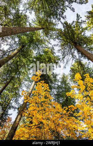 Paysage d'automne avec de hauts troncs d'épinettes vertes et couronne jaune de jeunes érables sur fond de ciel attire les touristes et les voyageurs Banque D'Images