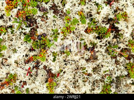 Crowberries sauvages - Empetrum - et lichen de renne dans la toundra, fond Banque D'Images
