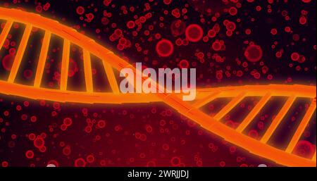 Image d'adn sur globules rouges sur fond rouge Banque D'Images