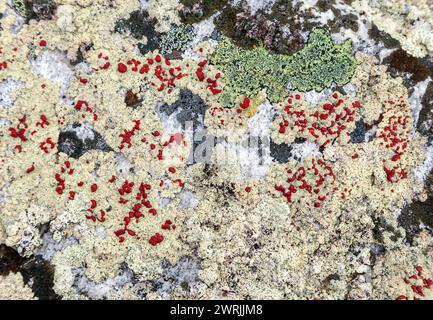 Différents types de lichens sur une pierre, close-up Banque D'Images