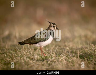 Lapwing Vanellus vanellus se nourrissant à la réserve naturelle RSPB Frampton Marsh, Frampton, Boston, Lincolnshire, Royaume-Uni Banque D'Images