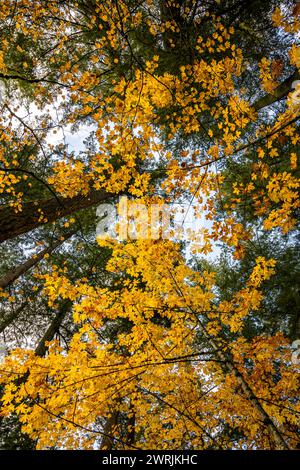 Paysage d'automne avec de hauts troncs d'épinettes vertes et couronne jaune de jeunes érables sur fond de ciel attire les touristes et les voyageurs Banque D'Images