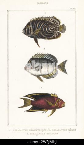 Poisson-ange de l'empereur (juvénile), Pomacanthus imperator 1, poisson-chirurgien de prison, Acanthurus triostegus 2, et beauté de la roche, Holacanthus tricolore 3. Holacanthe géométrique, Holacanthus geometry tricus, Holacanthe zebre, Acanthurus zebra, Holacanthe tricolore. Gravure en pointillés colorés à la main par Frédéric Cazenave et autres tirée des œuvres du comte de Lacépède, comprenant l’histoire naturelle des poissons, Paris, vers 1850. Les illustrations non créditées ont été copiées à partir d'originaux de Jacques de Seve, Marcus Bloch, Robert Benard, Jean-Gabriel Pretre, etc Banque D'Images