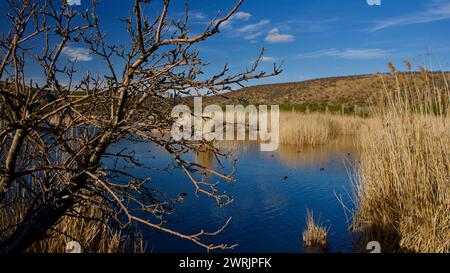 Lac Ankara Eymir. Vue sur le lac couvert de roseaux. Nuages réfléchis par la surface du lac. Vue sur le ciel bleu et le lac. Sécher les branches d'arbres et le lac. Banque D'Images