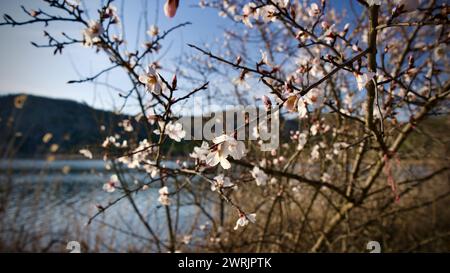 Lac Ankara Eymir. Fleur de prune blanche fleurissant au printemps. Fleurs printanières. Fleur de prune blanche devant le ciel bleu. La mise au point est sélective. Banque D'Images