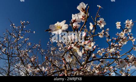 Lac Ankara Eymir. Fleur de prune blanche fleurissant au printemps. Fleurs printanières. Fleur de prune blanche devant le ciel bleu. La mise au point est sélective. Banque D'Images