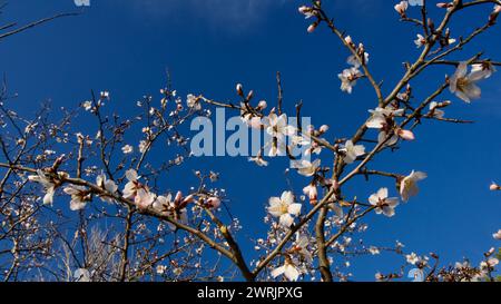 Lac Ankara Eymir. Fleur de prune blanche fleurissant au printemps. Fleurs printanières. Fleur de prune blanche devant le ciel bleu. La mise au point est sélective. Banque D'Images