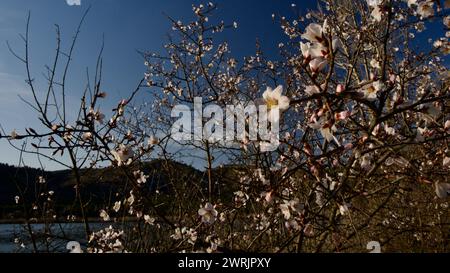 Lac Ankara Eymir. Fleur de prune blanche fleurissant au printemps. Fleurs printanières. Fleur de prune blanche devant le ciel bleu. La mise au point est sélective. Banque D'Images