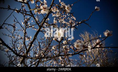 Lac Ankara Eymir. Fleur de prune blanche fleurissant au printemps. Fleurs printanières. Fleur de prune blanche devant le ciel bleu. La mise au point est sélective. Banque D'Images