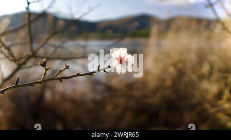 Lac Ankara Eymir. Fleur de prune blanche fleurissant au printemps. Fleurs printanières. Fleur de prune blanche devant le ciel bleu. La mise au point est sélective. Banque D'Images