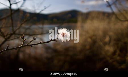 Lac Ankara Eymir. Fleur de prune blanche fleurissant au printemps. Fleurs printanières. Fleur de prune blanche devant le ciel bleu. La mise au point est sélective. Banque D'Images