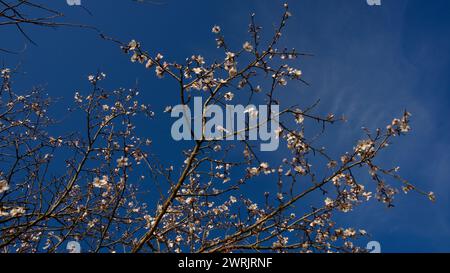 Lac Ankara Eymir. Fleur de prune blanche fleurissant au printemps. Fleurs printanières. Fleur de prune blanche devant le ciel bleu. La mise au point est sélective. Banque D'Images