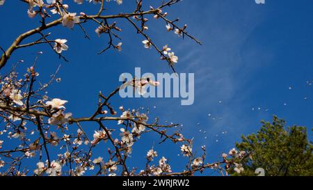 Lac Ankara Eymir. Fleur de prune blanche fleurissant au printemps. Fleurs printanières. Fleur de prune blanche devant le ciel bleu. La mise au point est sélective. Banque D'Images