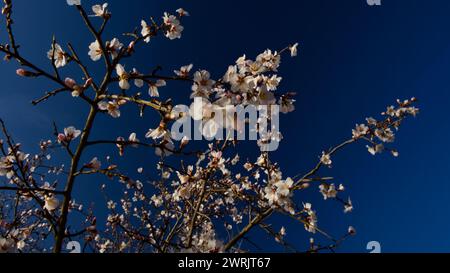 Lac Ankara Eymir. Fleur de prune blanche fleurissant au printemps. Fleurs printanières. Fleur de prune blanche devant le ciel bleu. La mise au point est sélective. Banque D'Images