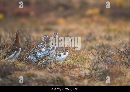 Saule Ptarmigan, Lagopus lagopus, oiseaux de la toundra au Yukon, Canada Banque D'Images