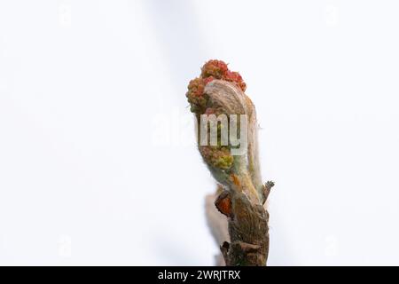 Nouveau bourgeon d'arbre encore non ouvert dans Spring.Branch avec des fleurs de cerisier encore non ouvertes sur un fond bleu Banque D'Images