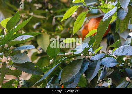 Fleurs d'oranger sur un arbre Banque D'Images