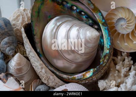 Belle collection de différents coquillages tropicaux blancs nacrés Trochus Tectus niloticus, coraux, gros plan Banque D'Images