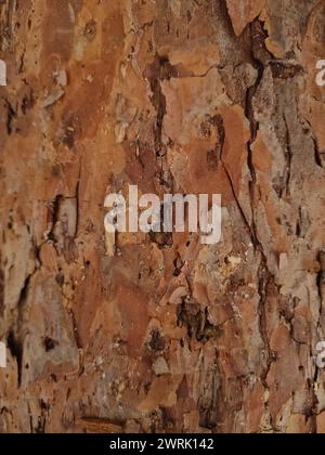 Vue rapprochée montrant la texture détaillée et les motifs de l'écorce d'arbre à Vysehrad, photo mobile, verticale Banque D'Images