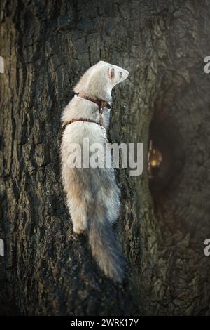 Furet appréciant la marche et l'exploration des trous d'arbres dans le parc d'hiver Banque D'Images