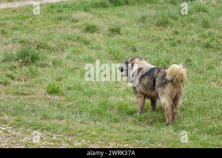 Un chien Shar debout dans un champ vert Banque D'Images