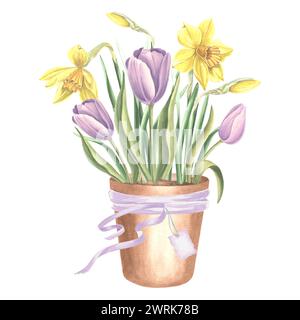 Bouquet de tulipes et jonquilles en pot de fleurs avec ruban de soie et étiquette. Illustration isolée de l'aquarelle dessinée à la main. Fleurs de jardin. Modèle pour carte, M. Banque D'Images