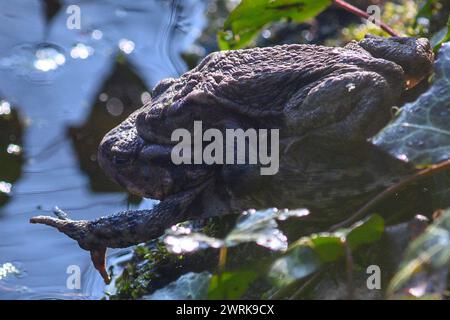 13 mars 2024, Saxe-Anhalt, Ramstedt : un couple de crapauds communs atteint les eaux de frai dans le sous-bois d'une forêt de Ramstedt. Les amphibiens étaient auparavant recueillis à une clôture pour crapauds et amenés sur la rive. En Saxe-Anhalt, la migration des amphibiens a déjà dépassé son apogée. En raison du temps doux et humide de février, les employés et les bénévoles avaient déjà installé la clôture pour crapauds à Ramstedt le 17 février 2024. En 2023, la clôture pour crapauds n'a été érigée que le 13 mars 2023. Le pic de la migration des amphibiens en 2023 a été le 20 mars avec 1113 animaux. Cette année, la plupart des amphibiens en R. Banque D'Images