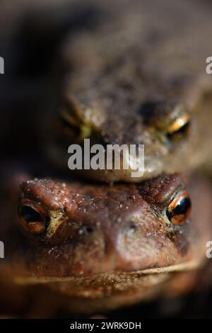 13 mars 2024, Saxe-Anhalt, Ramstedt : crapauds communs assis dans le sous-bois d'une forêt. En Saxe-Anhalt, la migration des amphibiens a déjà dépassé son apogée. En raison du temps doux et humide de février, les employés et les bénévoles avaient déjà érigé la clôture pour crapauds à Ramstedt le 17 février 2024. En 2023, la clôture pour crapauds n'a été érigée que le 13 mars 2023. Le pic de la migration des amphibiens en 2023 a été le 20 mars avec 1113 animaux. Cette année, la plupart des amphibiens de Ramstedt ont déjà été ramassés le 23 février et amenés dans les eaux de frai par la route. Il y avait 864 amphibiens. Photo : K Banque D'Images