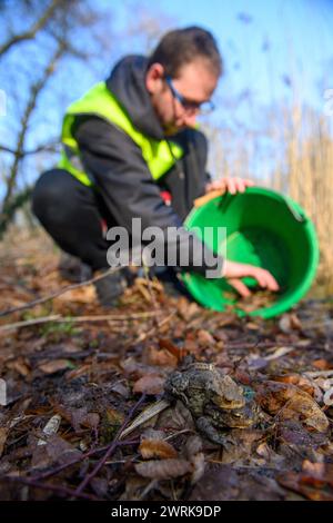 13 mars 2024, Saxe-Anhalt, Ramstedt : Kevin Trawiel, bénévole de l’Union allemande pour la conservation de la nature et de la biodiversité (NABU), place des crapauds collectés sur les rives d’un lac. Les amphibiens ont été recueillis à une clôture pour crapauds à Ramstedt. En Saxe-Anhalt, la migration des amphibiens a déjà dépassé son apogée. En raison du temps doux et humide de février, les employés et les bénévoles avaient déjà installé la clôture pour crapauds à Ramstedt le 17 février 2024. En 2023, la clôture pour crapauds n'a été érigée que le 13 mars 2023. Le pic de la migration des amphibiens en 2023 a été le 20 mars avec 1113 animaux. Ceci y Banque D'Images